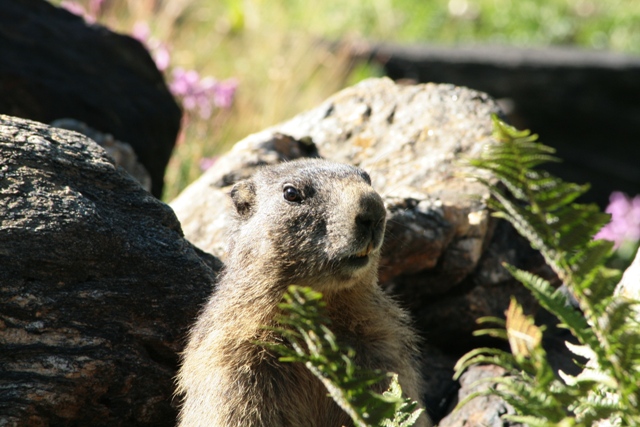 Marmotta ... reale ...